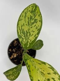 Dieffenbachia Crocodile vaso 17 cm – Pianta da interno foglia decorativa