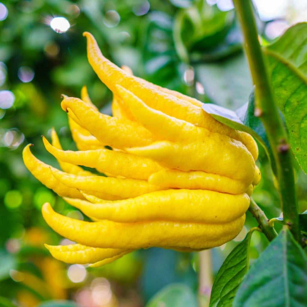 Gardenaria Mano di Buddha - Citrus medica var. sarcodactylus - Pianta di agrume da frutto in vaso Altezza: 60/65 cm (vaso19)