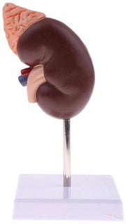 Modello Educativo Anatomico in PVC - 2 Parti - Modello di Zone di Zonazione Funzionale - 24 Marker