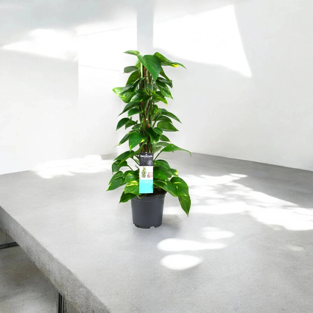 Gardenaria Epipremnum (pothos) su palo tutore - Pianta da interno ornamentale Altezza: 120 cm (vaso 24)