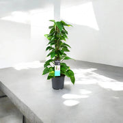 Gardenaria Epipremnum (pothos) su palo tutore - Pianta da interno ornamentale Altezza: 120 cm (vaso 24)