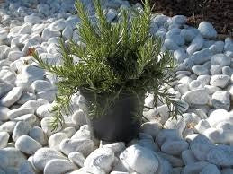 PIANTA DI ROSMARINO PROSTRATO VASO 14CM