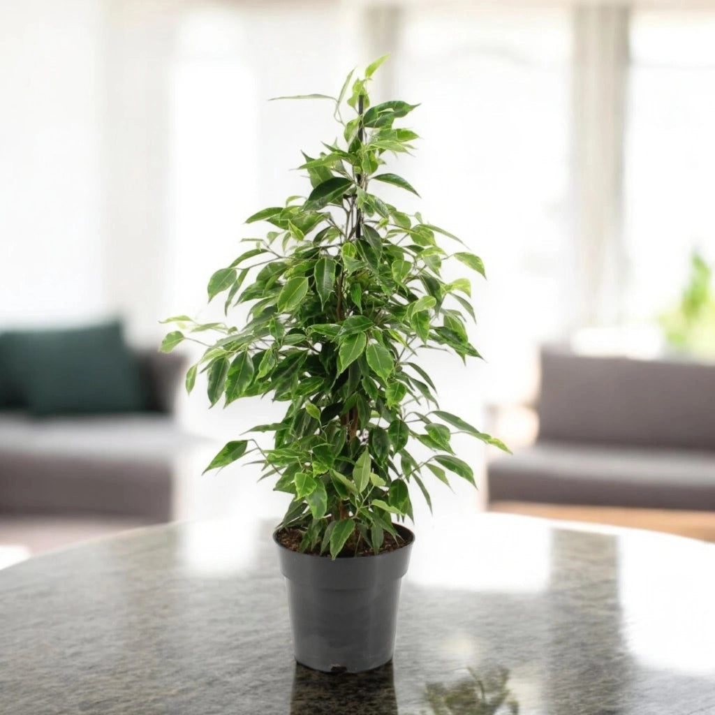 Gardenaria Ficus benjamina 'Anastasia' - Pianta da interno ornamentale Altezza: 45 cm (vaso 17)