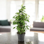 Gardenaria Ficus benjamina 'Anastasia' - Pianta da interno ornamentale Altezza: 45 cm (vaso 17)