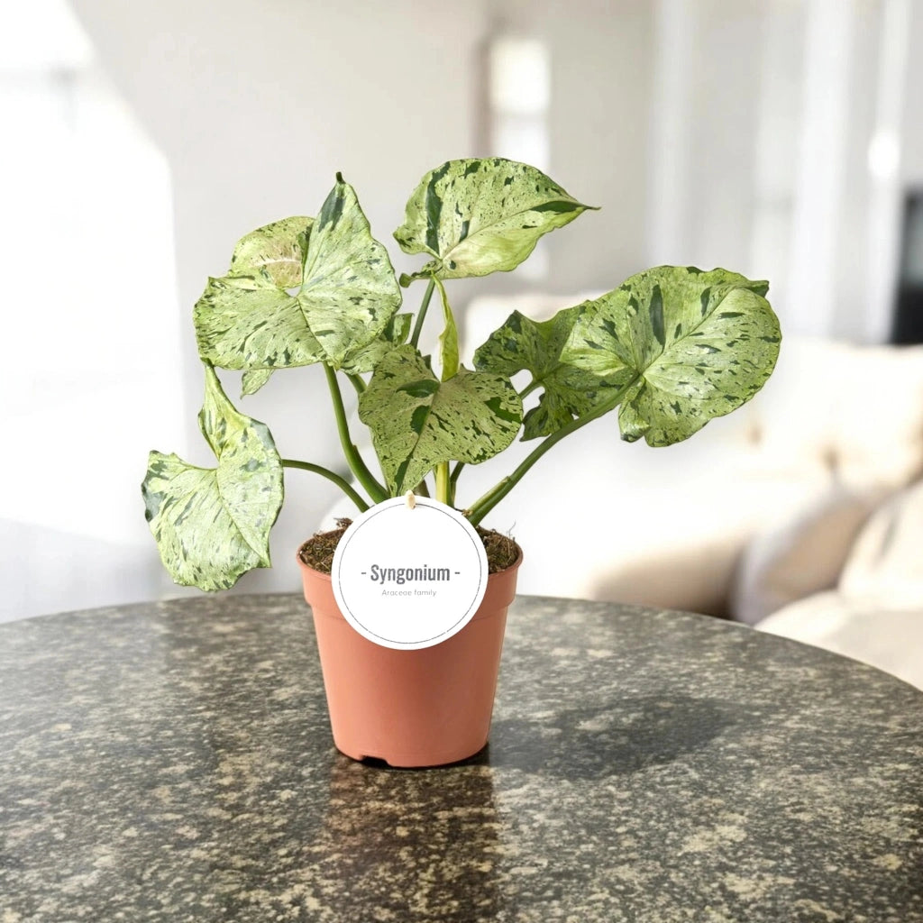 Gardenaria Syngonium 'Green splash' - Pianta da interno ornamentale Altezza: 25 cm (vaso 12)
