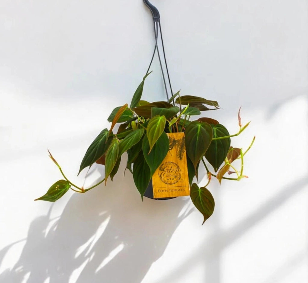 Gardenaria Philodendron 'Micans' - Pianta da interno ornamentale Altezza: 25 cm (vaso 15)