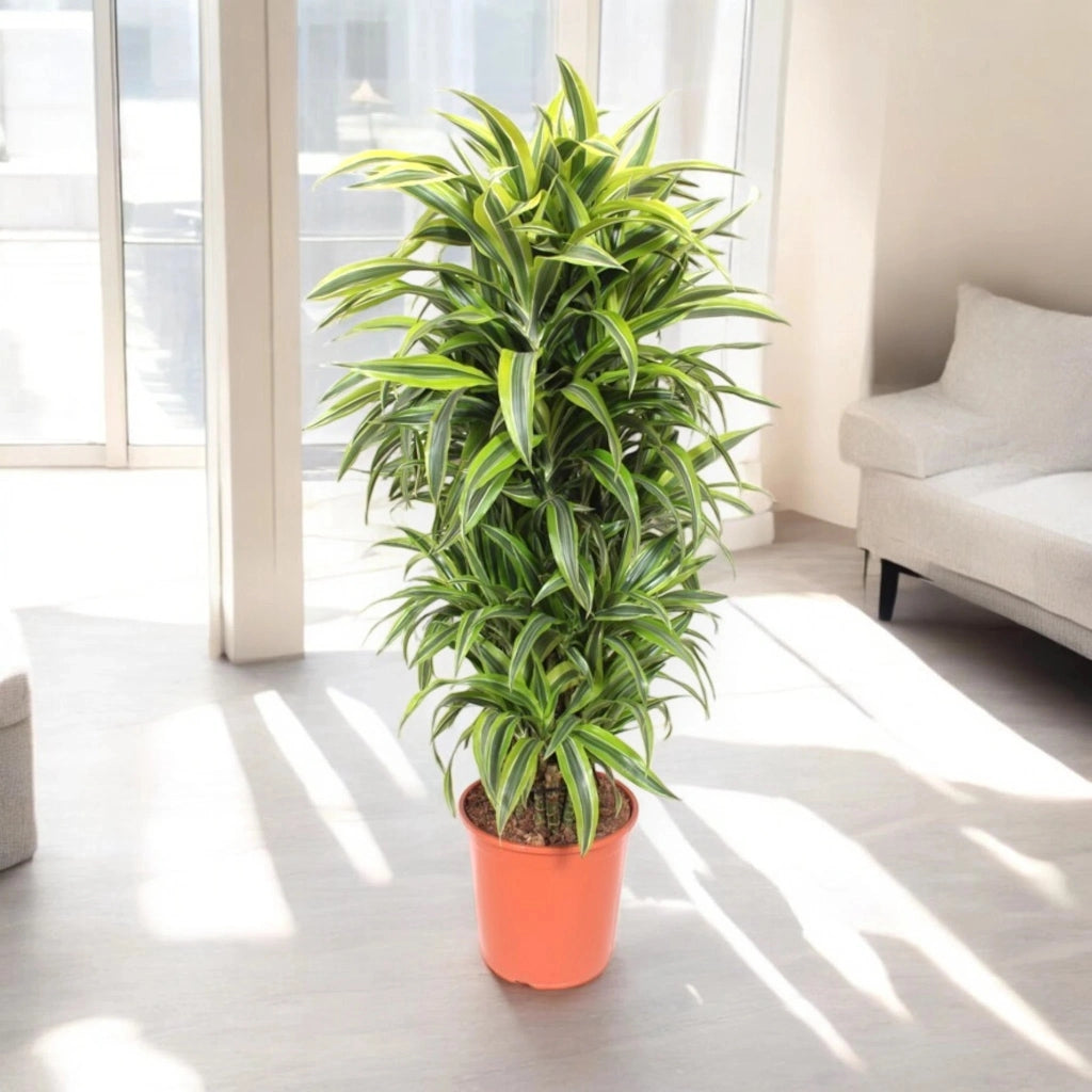 Gardenaria Dracaena fragrans 'Lemon Lime' - Pianta da interno ornamentale Altezza: 130/140 cm (vaso 22)