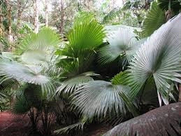 Kerriodoxa elegans palma bianca h 2.00 m vaso 70 tropicale rara