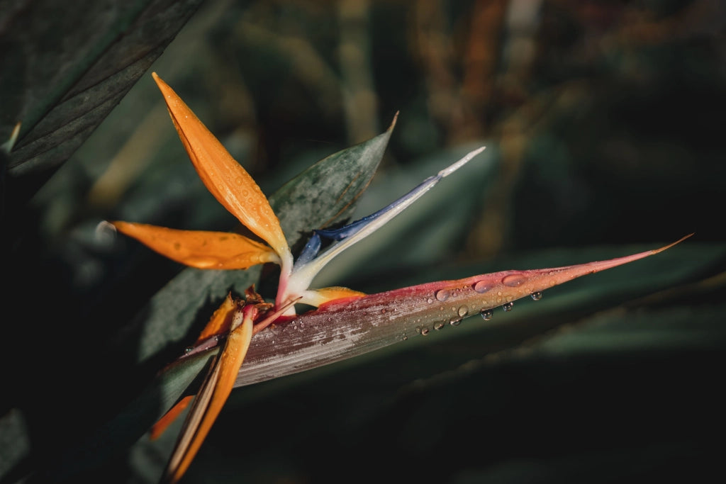 STRELITZIA NICOLAI VASO 24 (3P)