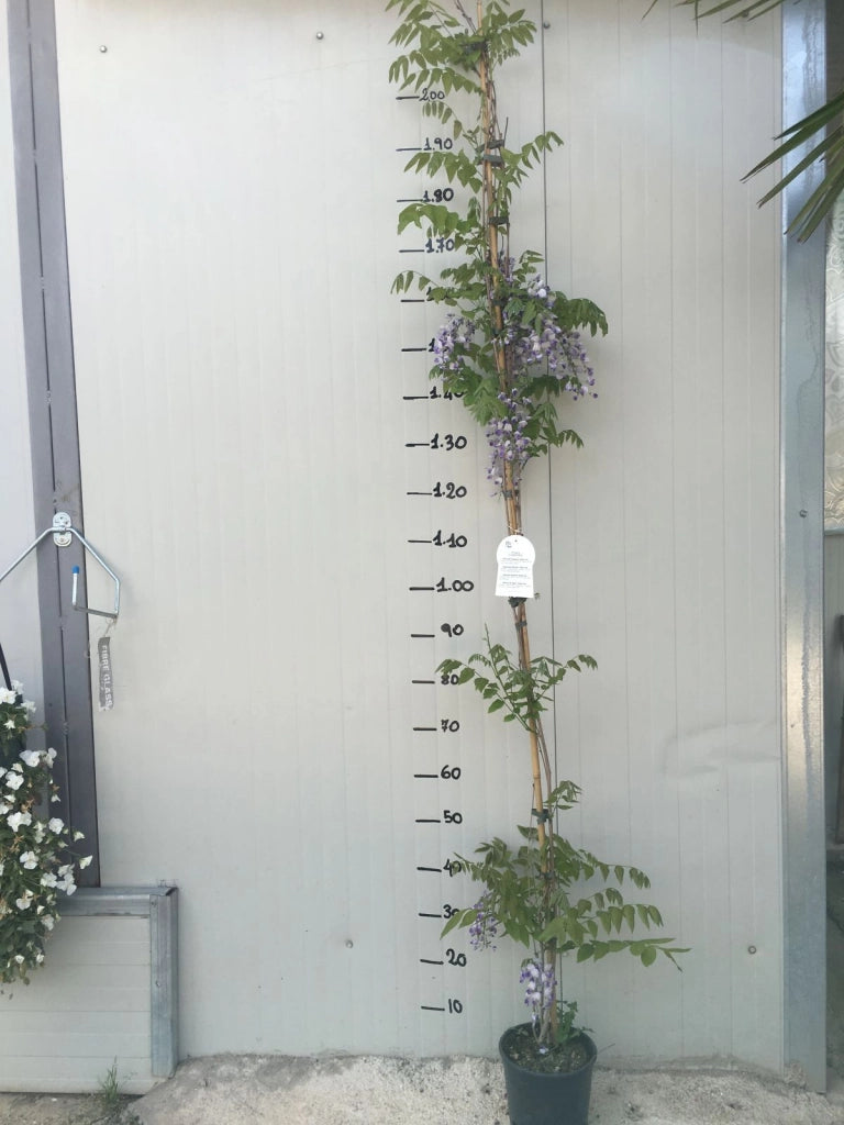 Wisteria floribunda Macrobotrys (glicine viola) vaso 18cm H 190cm rampicante