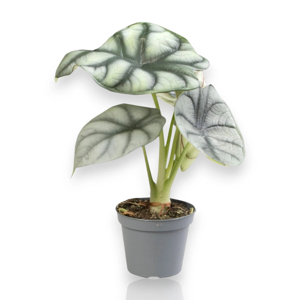 Gardenaria Alocasia 'Silver Dragon' - Pianta da interno ornamentale Altezza: 40 cm (vaso 12)