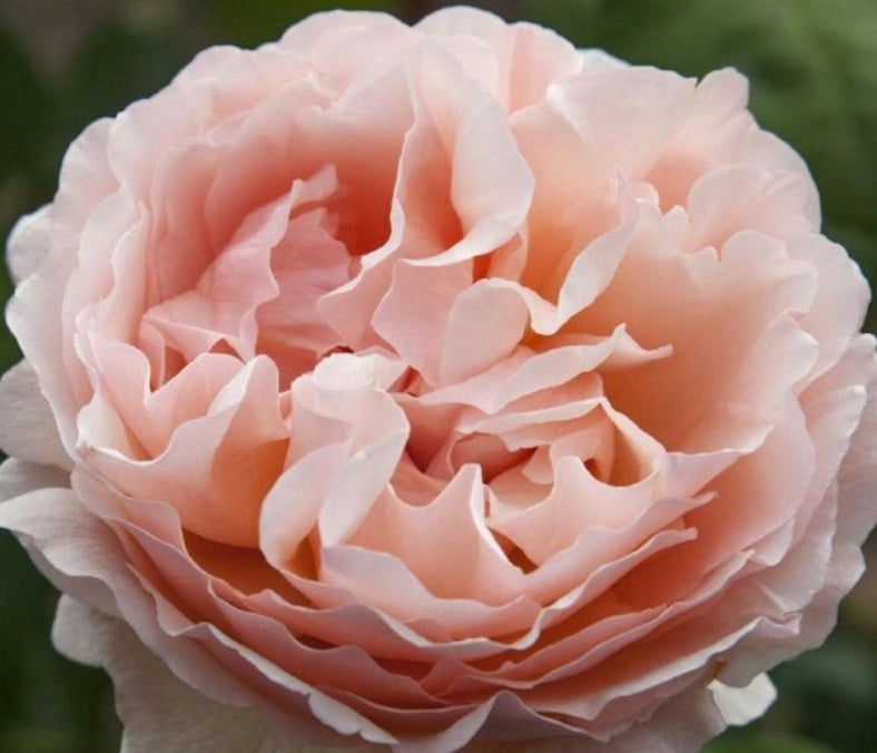 Rosa PRINCESSE CHARLENE DE MONACO ® Meidysouk