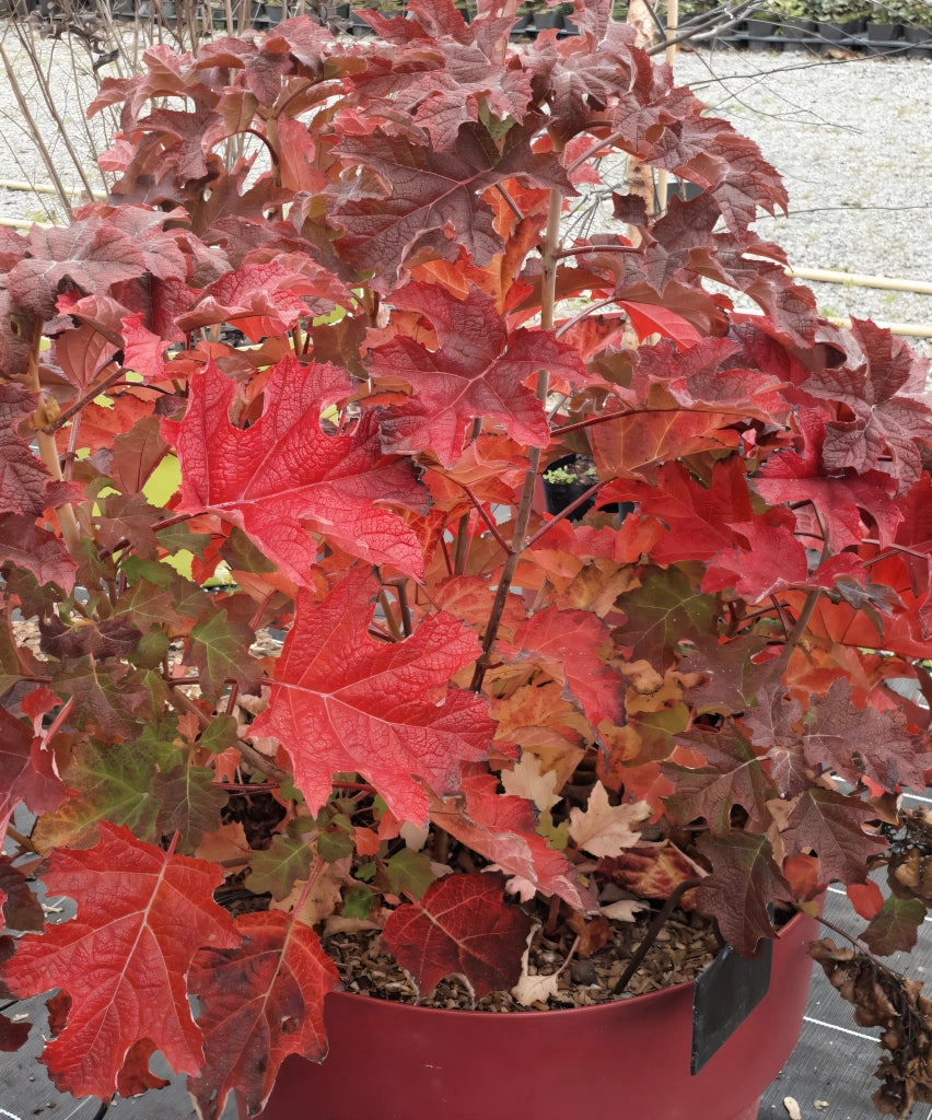 Gardenaria Ortensia - Hydrangea Quercifolia 'Ruby Slippers' - Pianta acidofila ornamentale da esterno Altezza: 40/50 cm (vaso19)