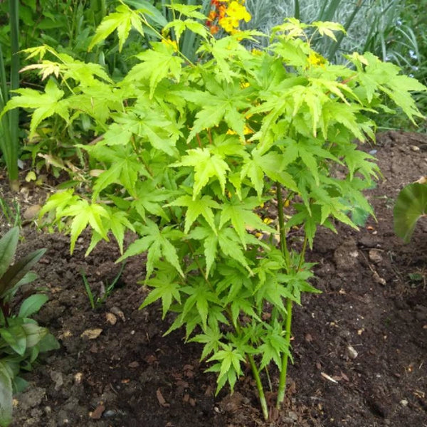 Pianta di ACERO 'Acer Winter Jewels' Going Green Wood Foto Reali H 100 cm