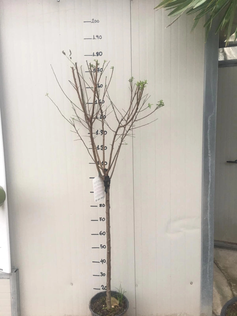 Pianta di Susino Fortune vaso 24cm