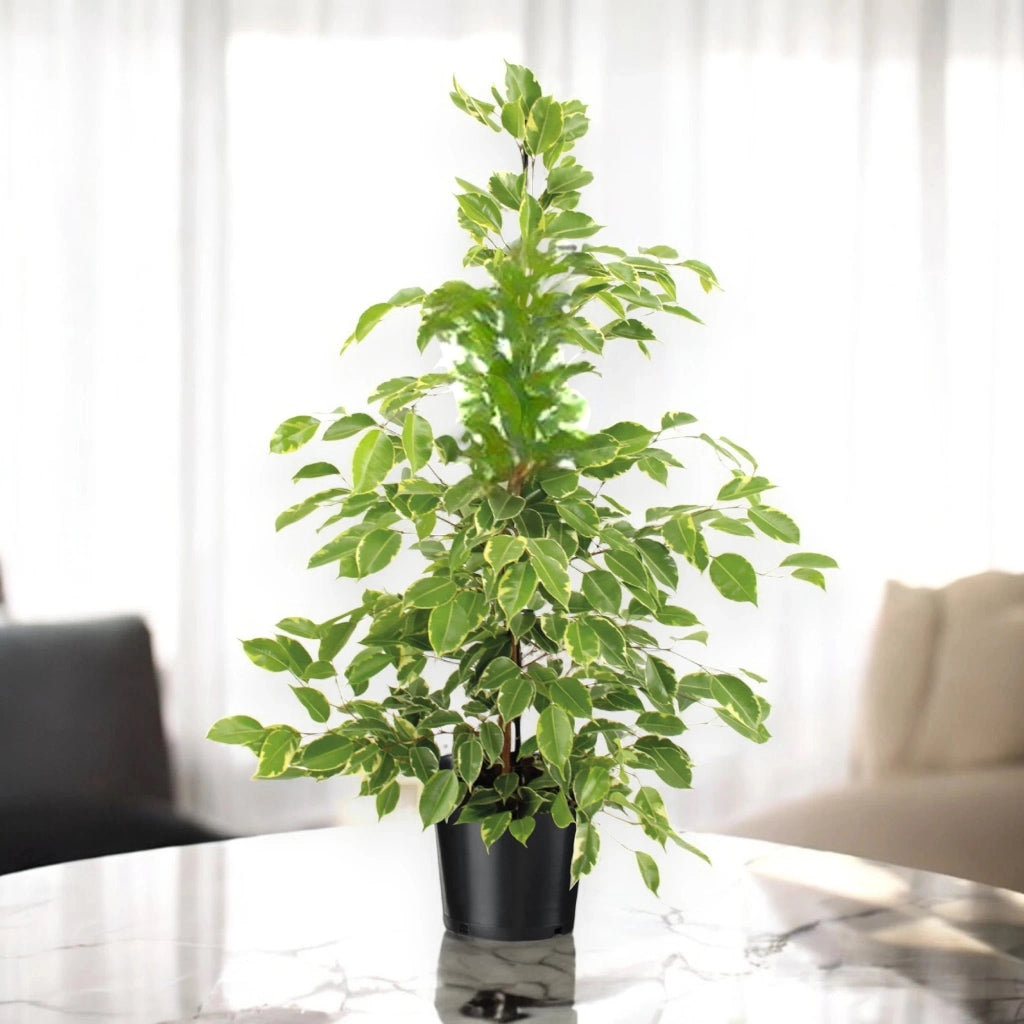 Gardenaria Ficus benjamina 'Golden King' - Pianta da interno ornamentale Altezza: 100 cm (vaso 21)