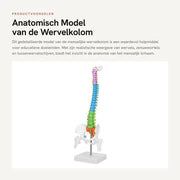 Colonna a spirale Modello - 45 cm Grande scala - Anatomico - Flessibile - Dettagliato - PVC di alta qualità