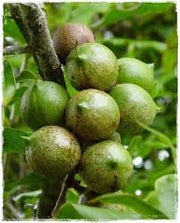 Pianta NOCE DEL QUEENSLAND Noce Macadamia foto reali H 120cm