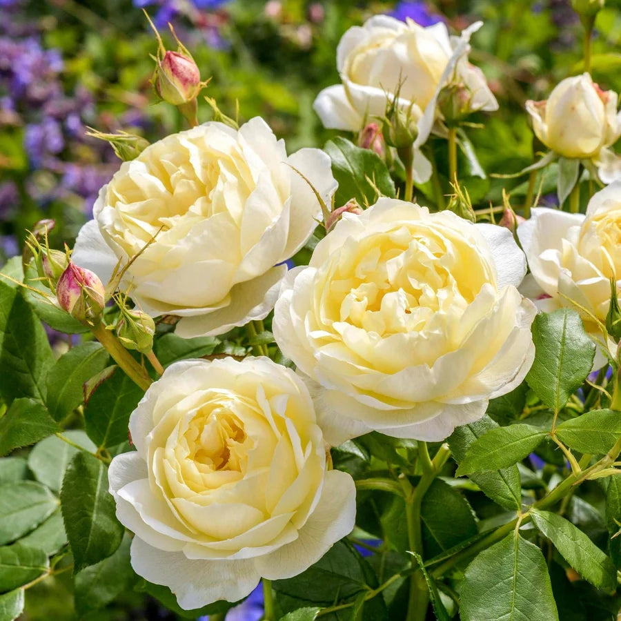 Gardenaria Rosa 'Vanessa Bell' - Rosa da giardino Altezza: 40/50 cm (vaso20)