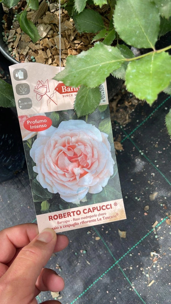 Rosa 'Roberto Capucci' - Pianta di fiore fiori Foto Reali