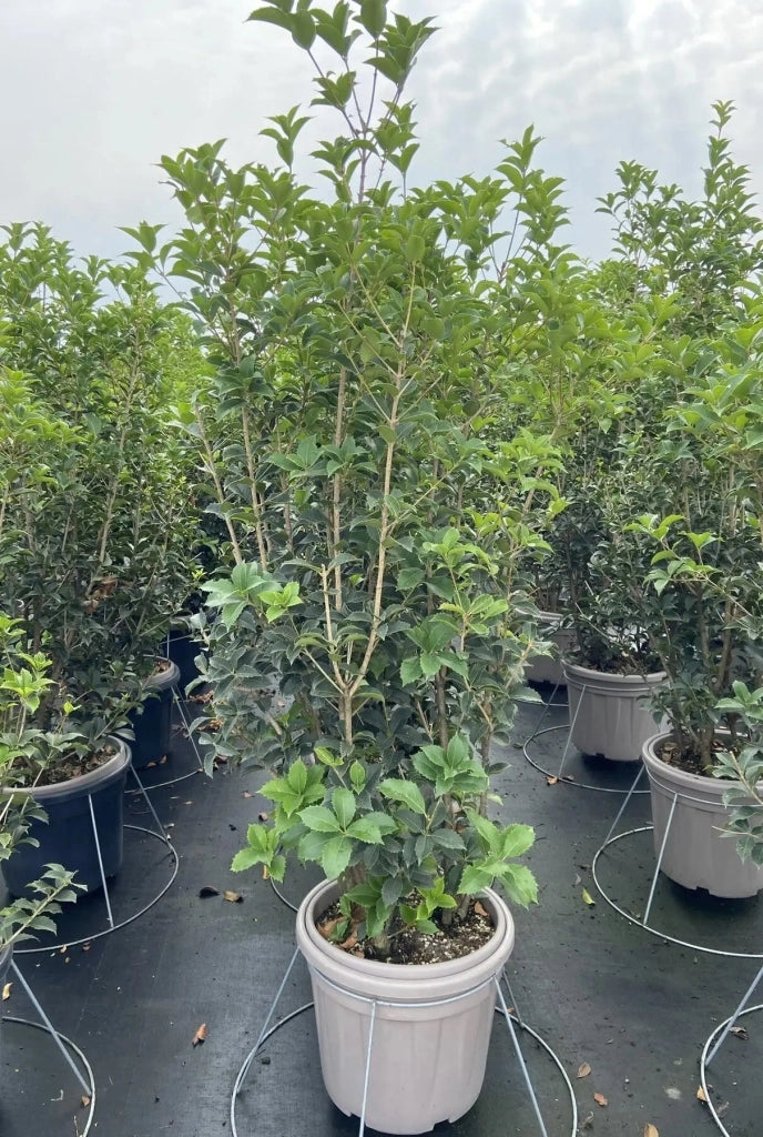 Gardenaria Osmanthus aquifolium - Arbusto ornamentale da giardino Altezza: 50/70 cm (vaso19)