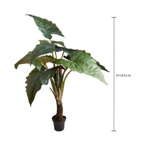 Colocasia Esculenta H 165 cm