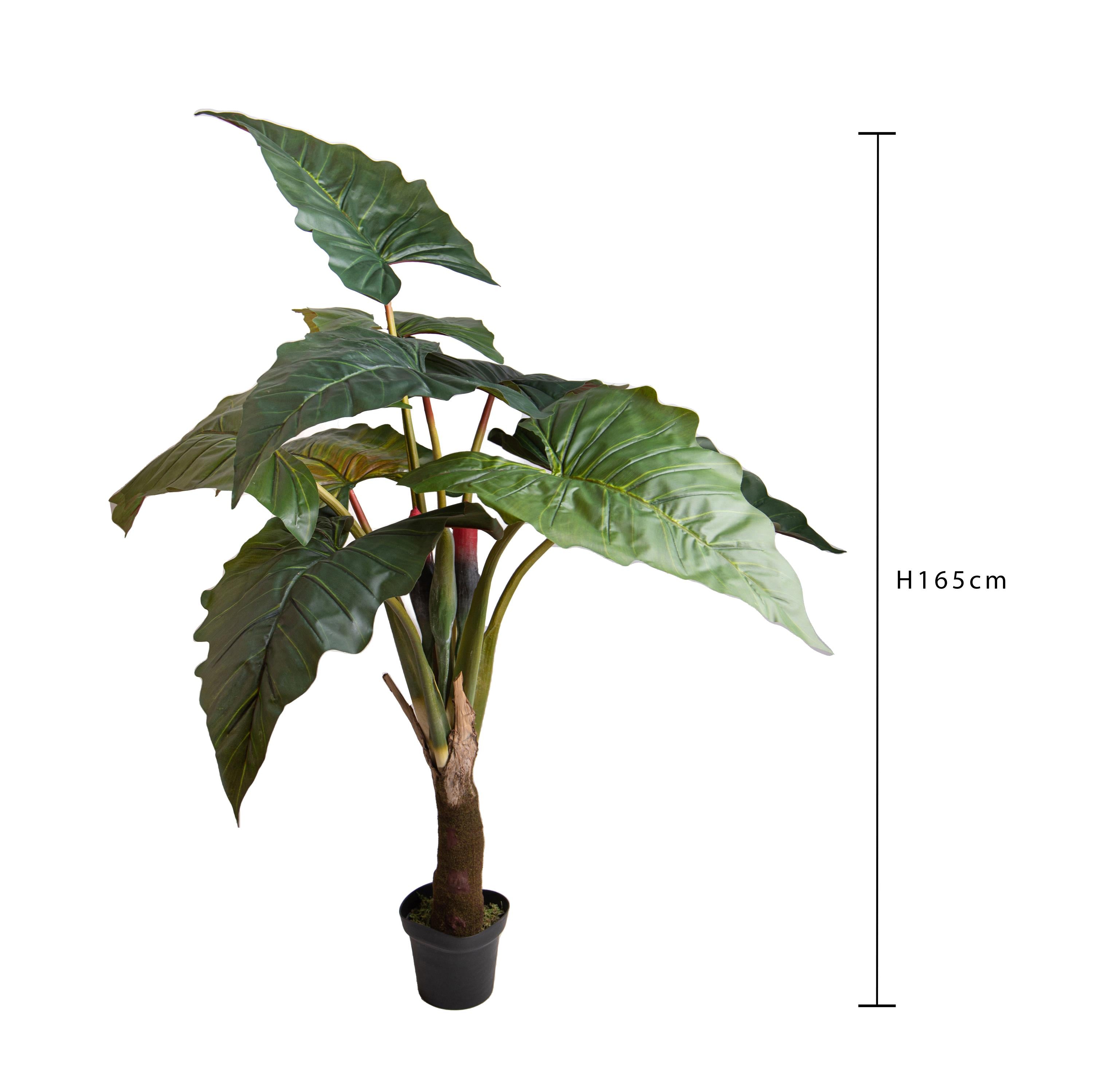 Colocasia Esculenta H 165 cm