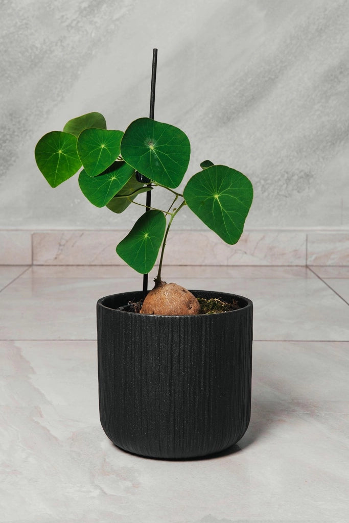 Stephania pierrei Stephania Erecta vaso 12cm H 25cm