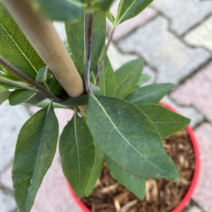 Pianta di Caprifoglio Lonicera Heckrottii Gold Flame Rampicante in vaso 18 cm Profumato