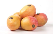 MANGIFERA INDICA PIANTA DI MANGO MAYA INNESTATA FOTO REALI  H 140cm