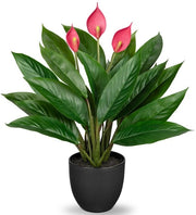 Pianta Decorativa Calathea con 22 Foglie in un Vaso Plastico, Altezza 43cm, Verde
