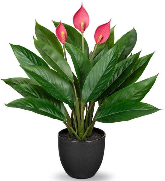 Pianta Decorativa Calathea con 22 Foglie in un Vaso Plastico, Altezza 43cm, Verde