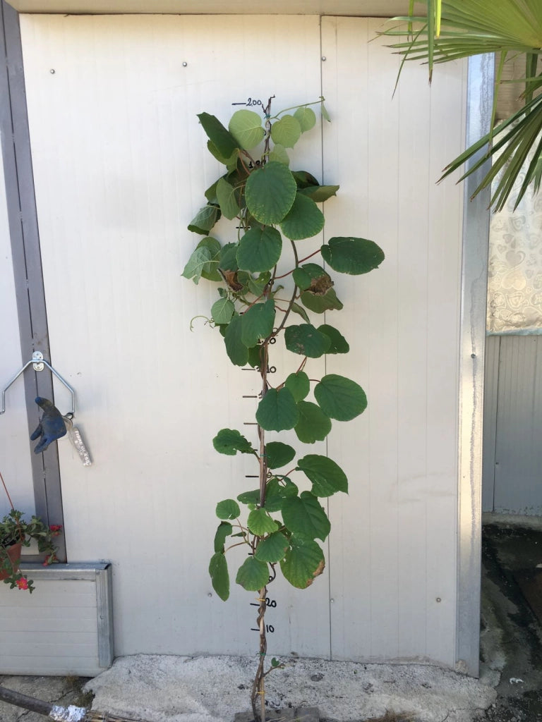 Pianta di Kiwi Tomuri- Impollinatore Maschio foto reali H 150cm