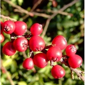 Pianta di Crataegus monogyna (Biancospino)