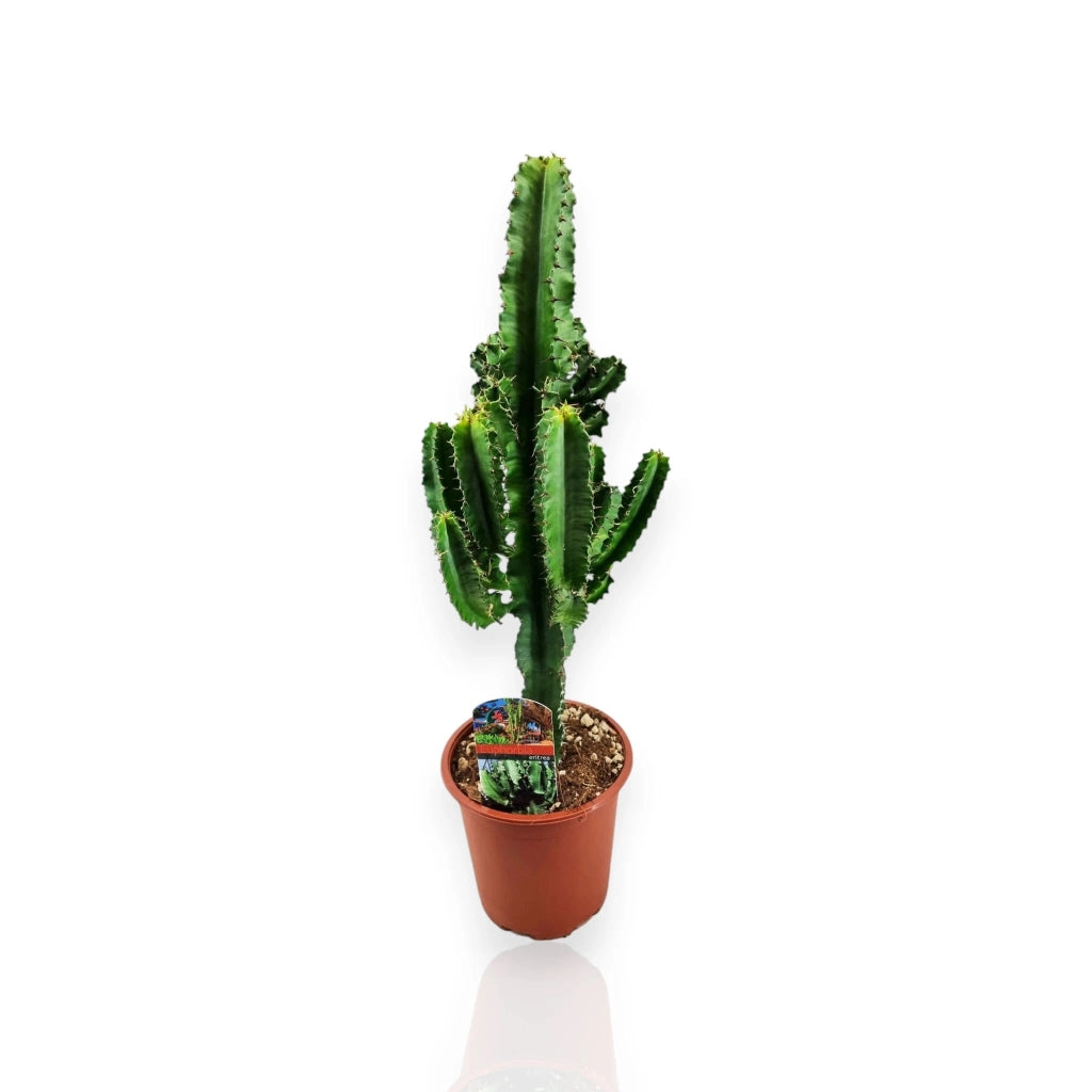 Gardenaria Euphorbia ingens - Pianta da interno ornamentale Altezza: 80 cm (vaso 17)