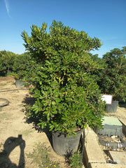 PITTOSPORUM TOBIRA CESP.60 Lt.70