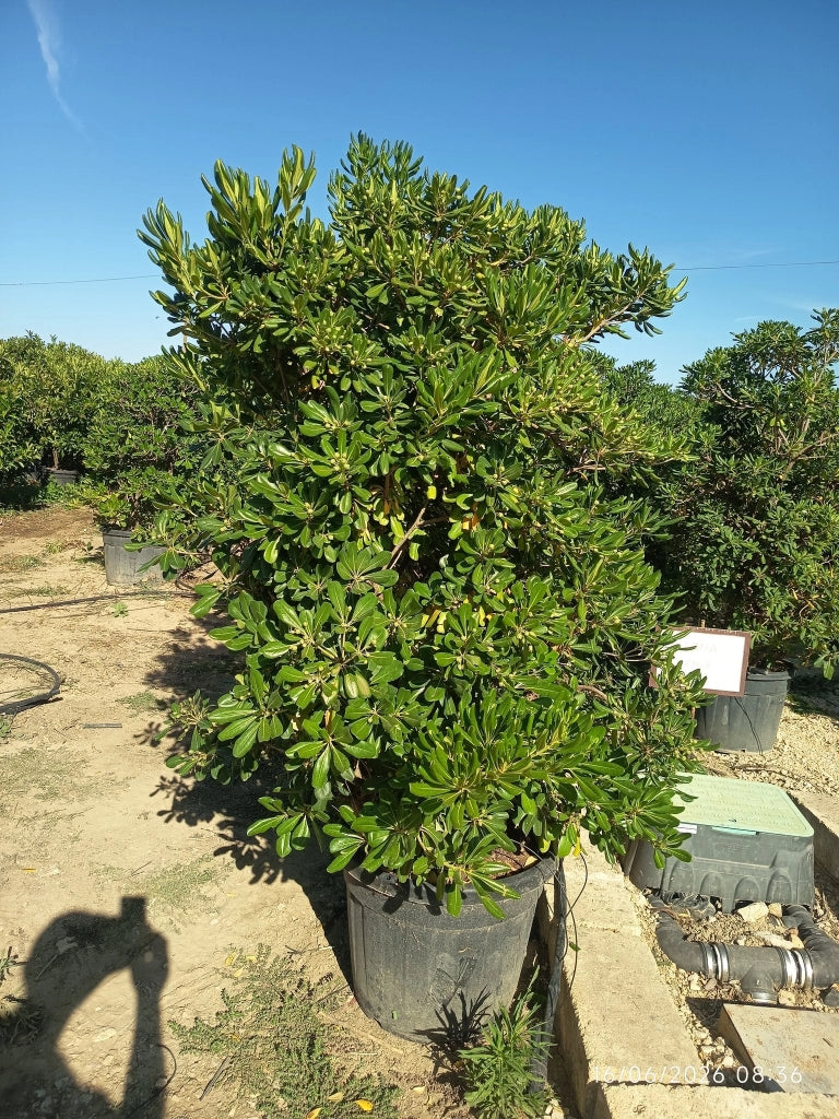 PITTOSPORUM TOBIRA CESP.60 Lt.70