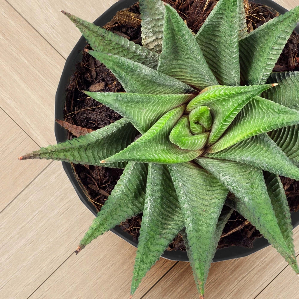 Copertura in plastica con supporto per vaso da fiori KADAX, 30 cm, nera.