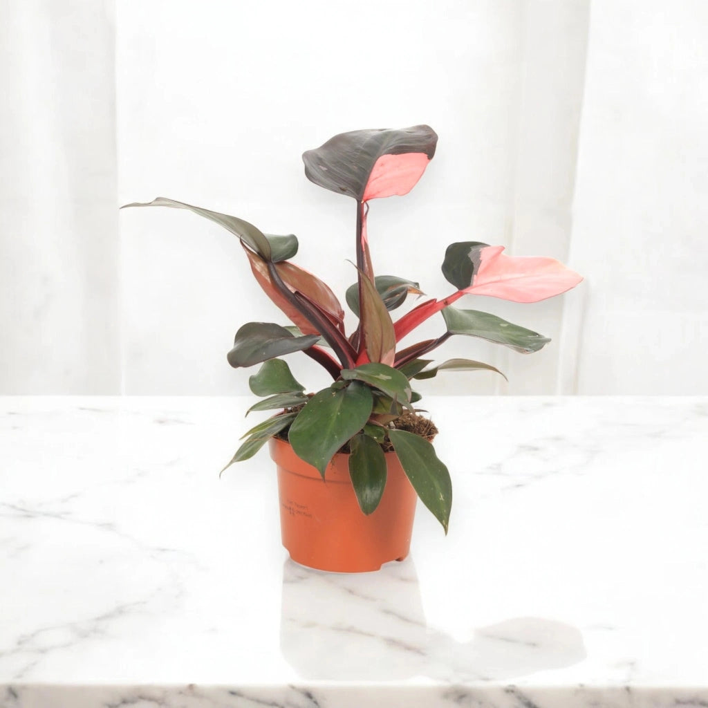 Gardenaria Philodendron 'Pink Princess' - Pianta da interno ornamentale Altezza: 30 cm (vaso 12)
