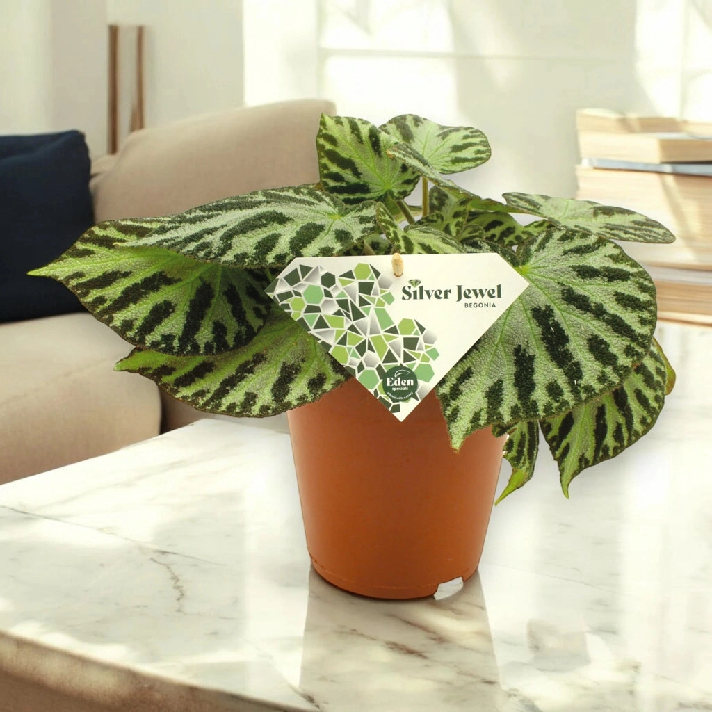 Gardenaria Begonia 'Silver Jewel' - Pianta da interno ornamentale Altezza: 30 cm (vaso 15)