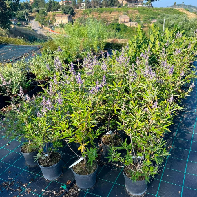 Pianta di Vitex Agnus-Castus Lillà delle indie in vaso 18 cm AMDGarden