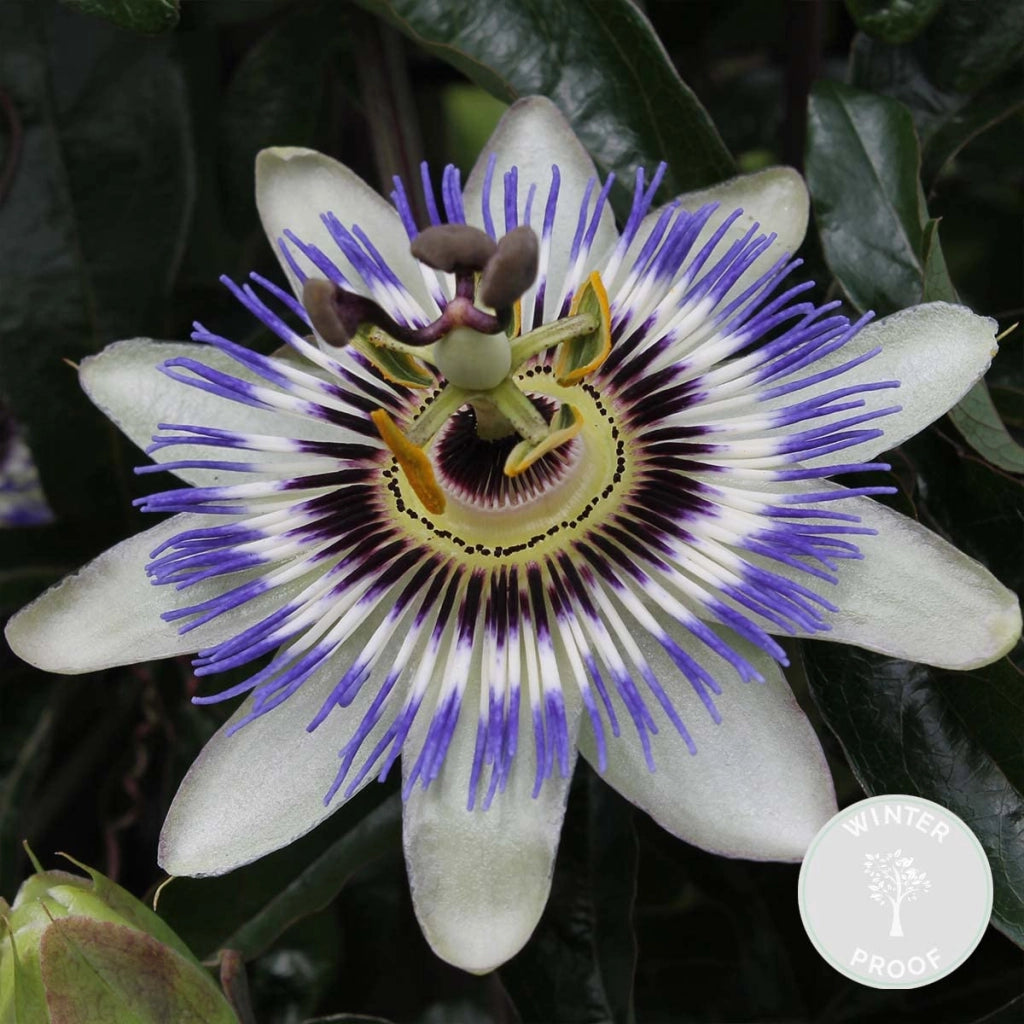 Passiflora caerulea vaso 17 cm – Rampicante ornamentale a fioritura esotica