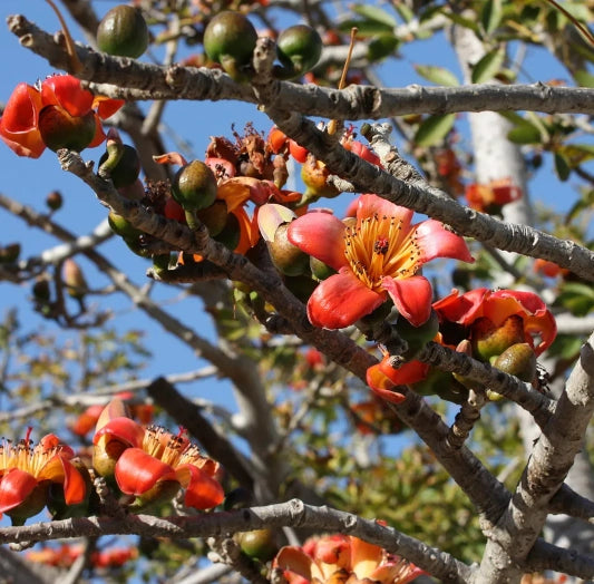 Pianta Ceiba Bombax, H70cm, foto reali