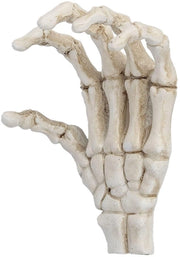 Decorazione per Halloween a forma di mano scheletrica realistica - Prop di terrore - Mano umana in scala naturale