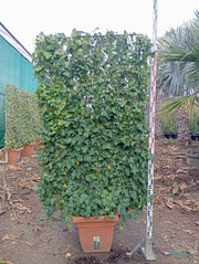 HEDERA HIBERNICA SPALLIERA H 200 CM VASO 40