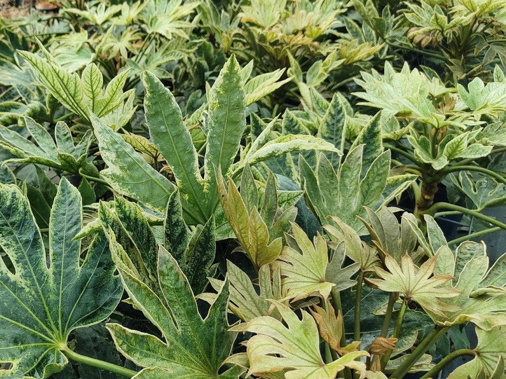 Fatsia japonica Spider's Web – Pianta Sempreverde Variegata in Vaso 24
