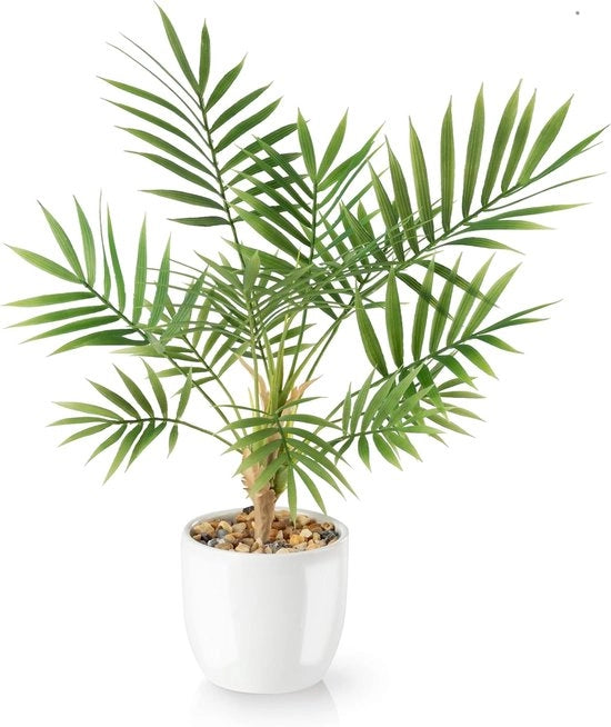 Pianta di Nep in vaso di ceramica bianca (35 cm)