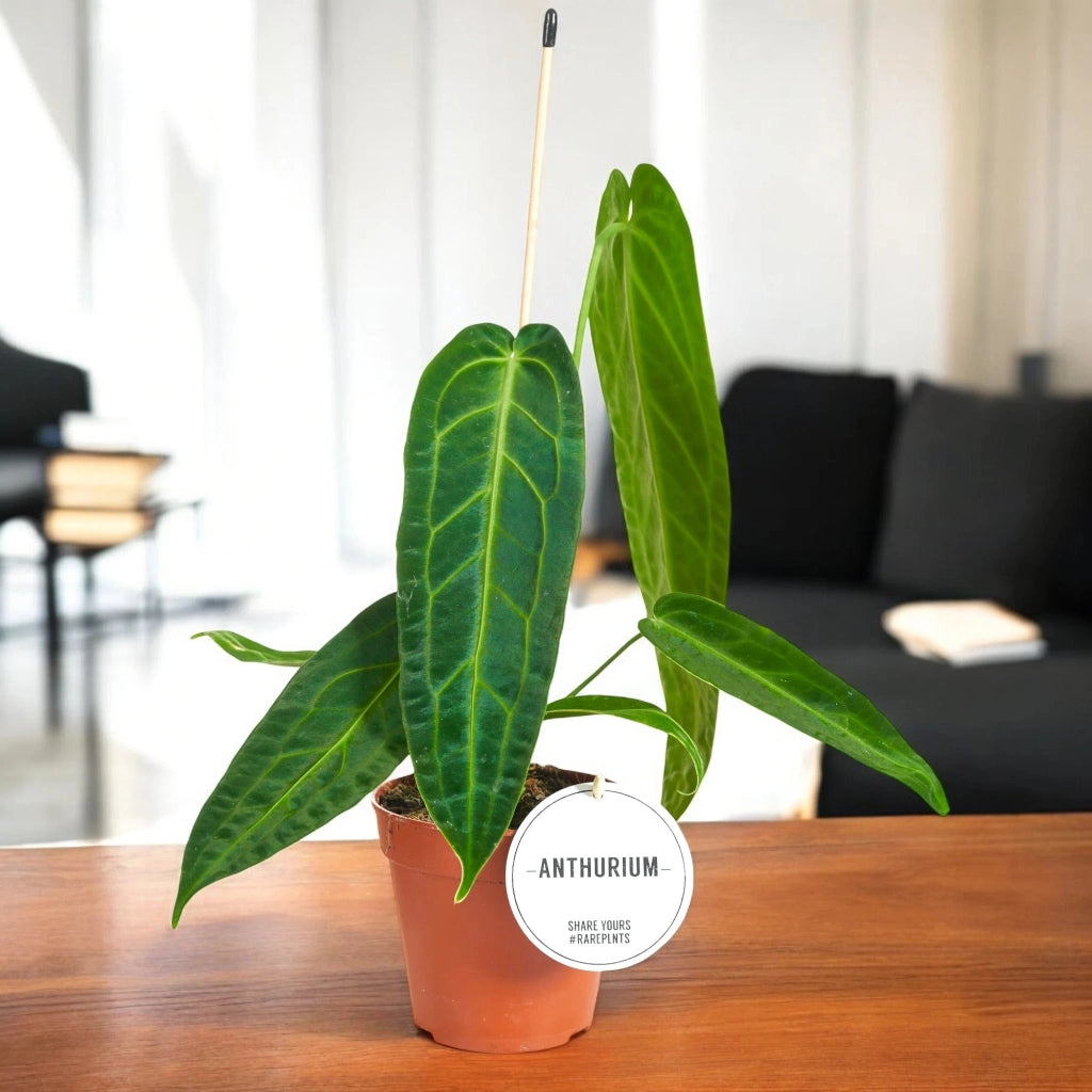 Gardenaria Anthurium warocqueanum - Pianta da interno ornamentale Altezza: 40 cm (vaso 12)