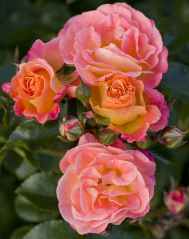 Gardenaria Rosa 'Peach drift' Meilland - Rosa da giardino Altezza: 30/40 cm (vaso19)
