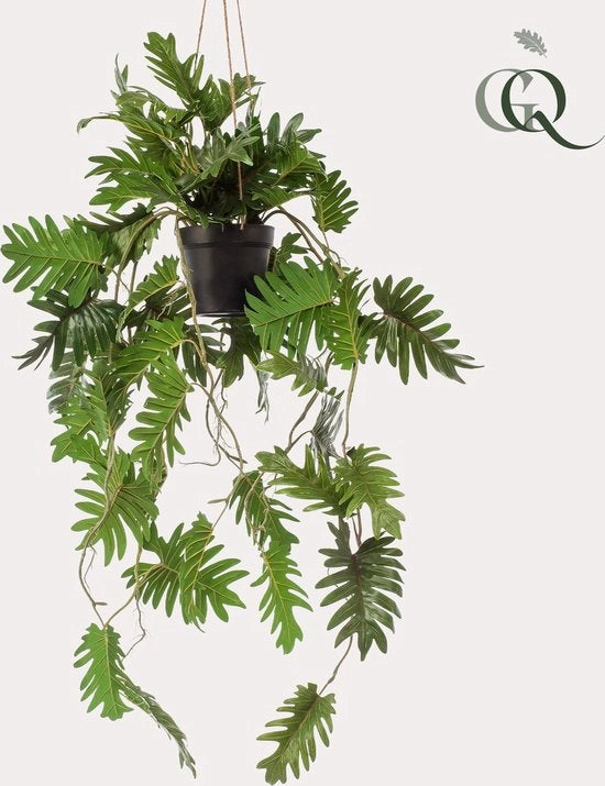 Pianta ornamentale - Philodendron - Amante di piante scalanti - 80 cm